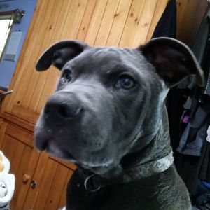 Meet your Posher, Casey